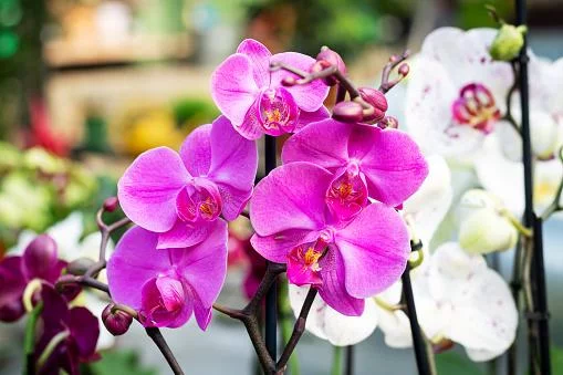 ORQUÍDEAS